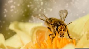 Pesticides et abeilles – Vers la fin de l’opacité des procédures d’évaluation